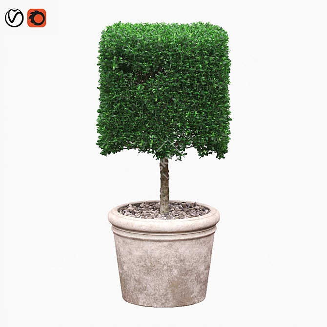 Square Boxwood Bush in White Pot | 565095 Polygons 3D model image 1