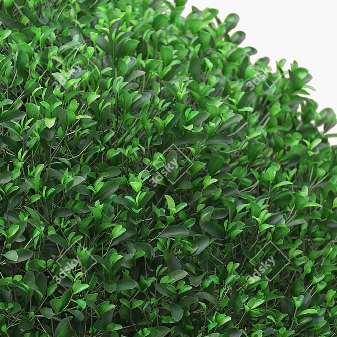 Square Boxwood Bush in White Pot | 565095 Polygons 3D model image 3