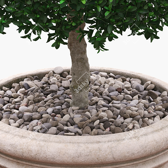 Semi Boxwood Bush: Stylish & Compact 3D model image 2