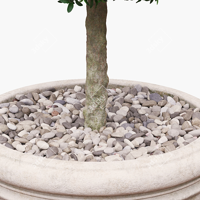 Round Boxwood Bush in Pot 3D model image 2