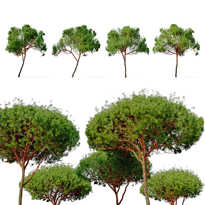 Stunning Stone Pine Tree 3D model image 2