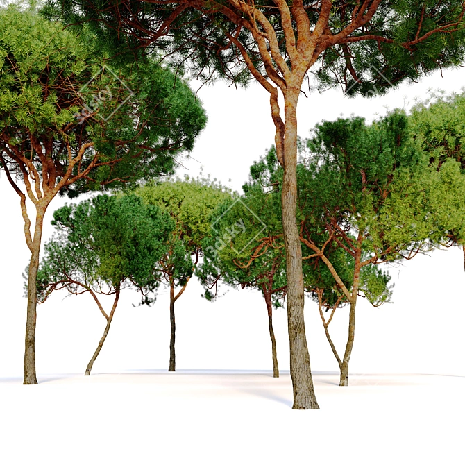 Stunning Stone Pine Tree 3D model image 3