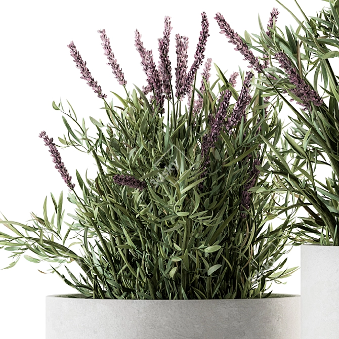 Indoor Lavender Bush - Plant Set 3D model image 2