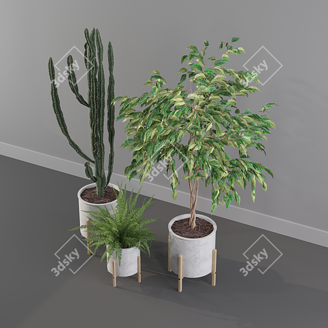 Exquisite Greenery: Ficus, Fern & Cactus 3D model image 4