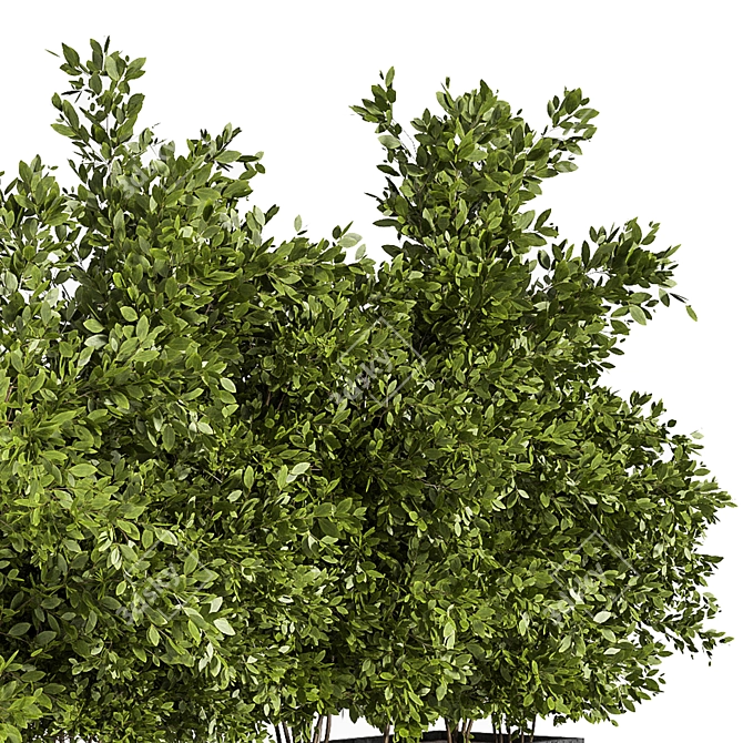 Outdoor Oasis: Concrete Box Tree 3D model image 4