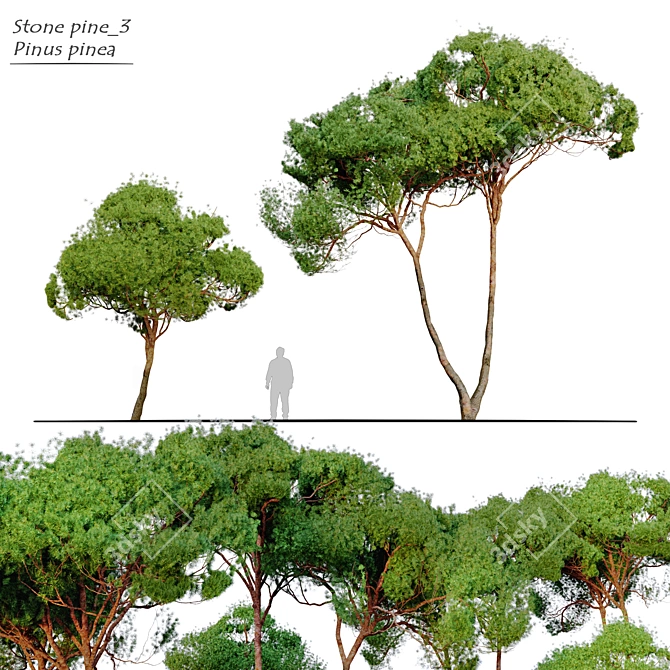 Stone Pine Tree Bundle: 2 Models, Vray Material Library 3D model image 1