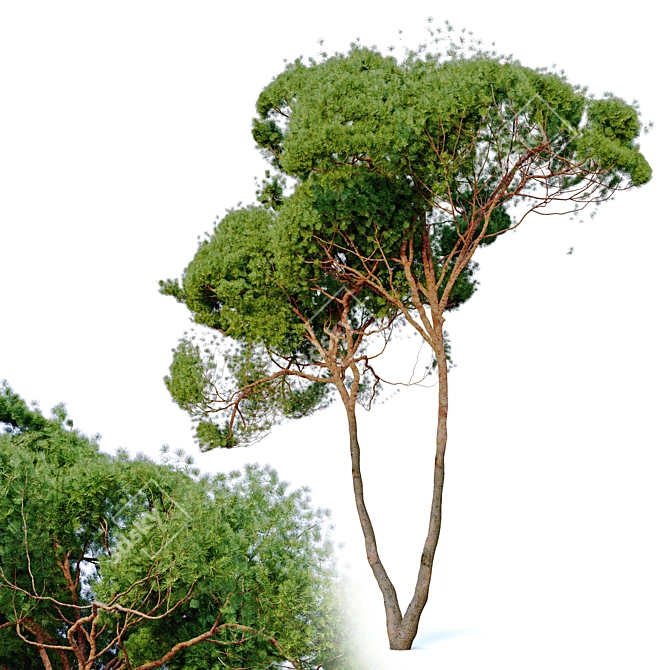 Stone Pine Tree Bundle: 2 Models, Vray Material Library 3D model image 3