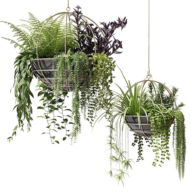 Ampelous Beauties in Hanging Pots 3D model image 1