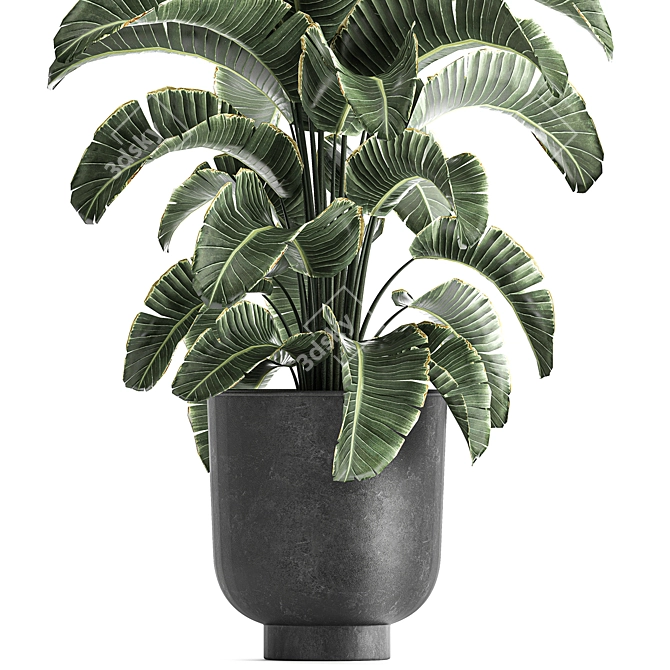 Tropical Plant Paradise: Exotic Banana Palm, Ravenala & Strelitzia 3D model image 2