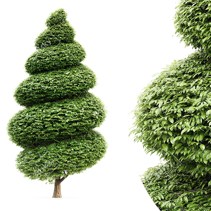 Burford Holly Spiral Topiary Tree: Stunning 3D Model 3D model image 1