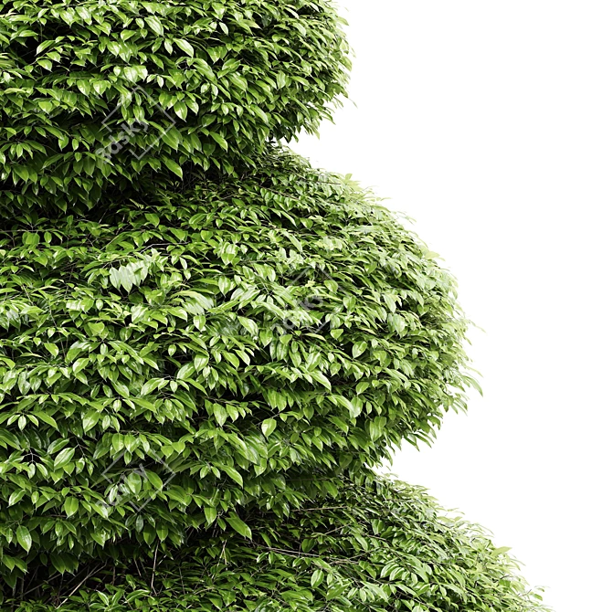 Burford Holly Spiral Topiary Tree: Stunning 3D Model 3D model image 3