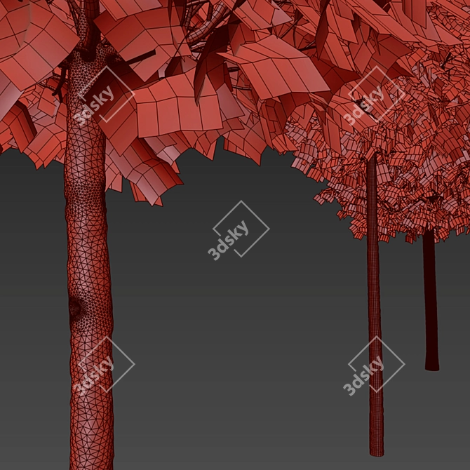 Alphens Globe Sycamore | Platanus acerifolia 3D model image 2