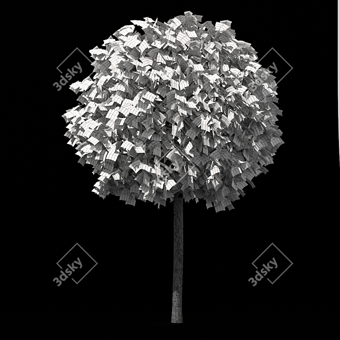 Alphens Globe Sycamore | Platanus acerifolia 3D model image 4