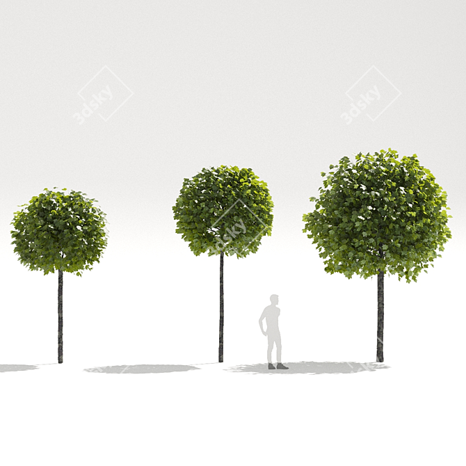 Alphens Globe Sycamore | Platanus acerifolia 3D model image 5