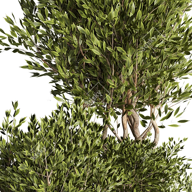 Outdoor Plant 09: Realistic 3D Model 3D model image 2