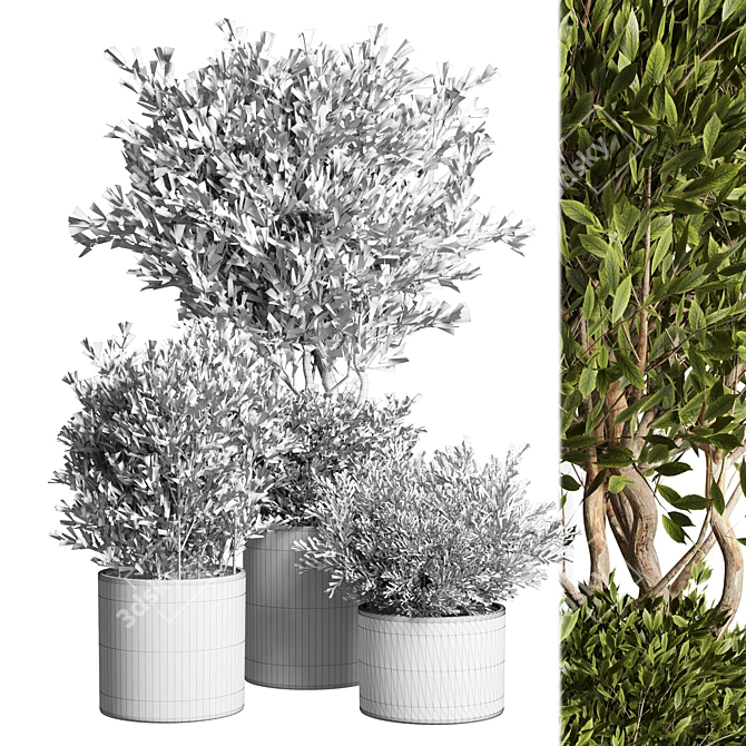 Outdoor Plant 09: Realistic 3D Model 3D model image 4