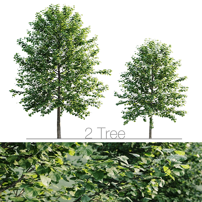 Tall and Leafy Tilia Platypyllos 3D model image 1