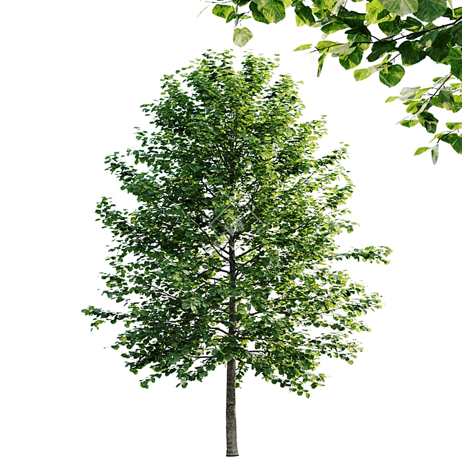 Tall and Leafy Tilia Platypyllos 3D model image 2