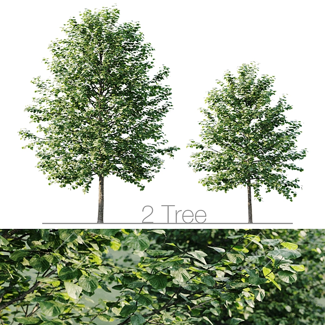 Tall and Leafy Tilia Platypyllos 3D model image 3