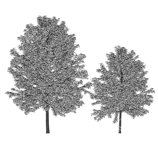 Tall and Leafy Tilia Platypyllos 3D model image 4