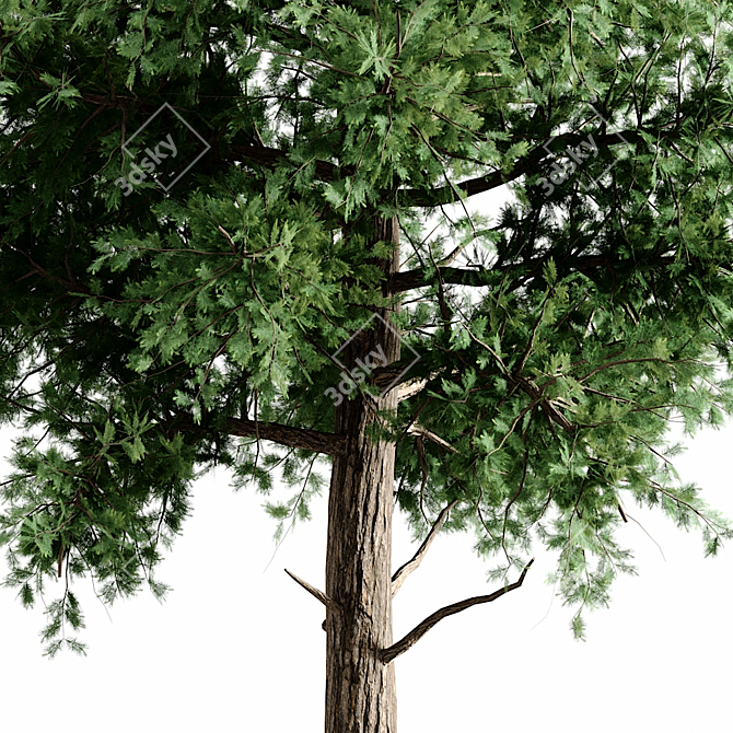 Versatile 3D Tree Pack: Multiple Heights & Textures 3D model image 3