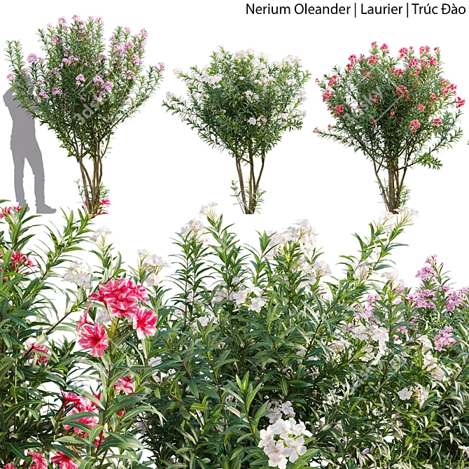 Nerium Oleander - Elegant Floral 3D Models 3D model image 1