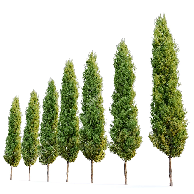 Mediterranean Cypress Tree: Vray Material, 15m Height 3D model image 2