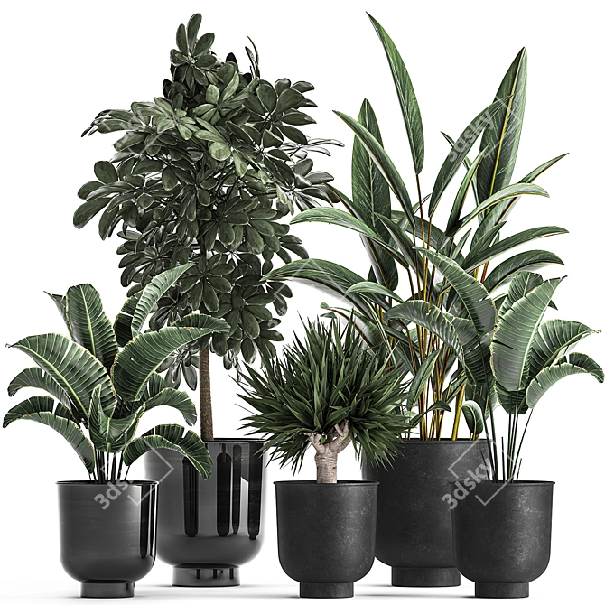 Tropical Plant Collection: Exotic, Indoor & Outdoor, in Vig Planter L Set 2pcs 3D model image 1