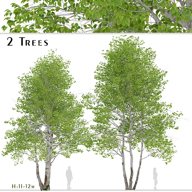 Himalayan Birch Tree Set (2 Trees) 3D model image 1