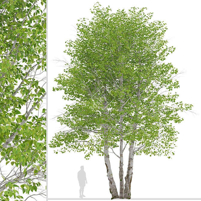 Himalayan Birch Tree Set (2 Trees) 3D model image 2