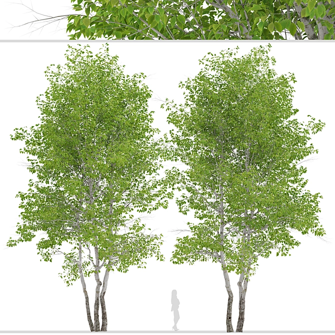 Himalayan Birch Tree Set (2 Trees) 3D model image 4