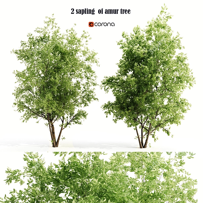 Amur Saplings: 2 For Thriving! 3D model image 1