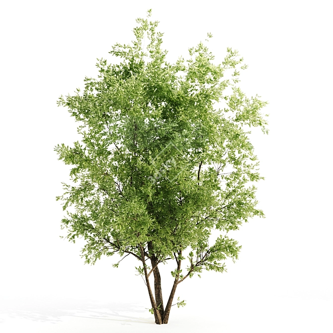 Amur Saplings: 2 For Thriving! 3D model image 3