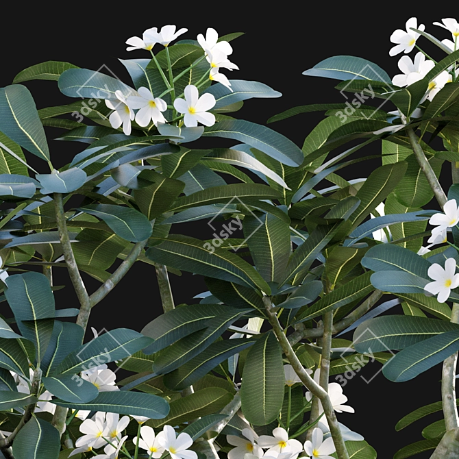 Elegant White Frangipani  Plumeria Obtusa 3D model image 2