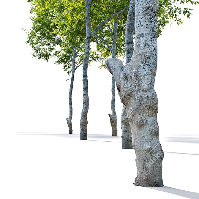Majestic Oak Tree: Vray Material Library, 14m Height 3D model image 4