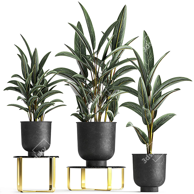 Exotic Plant Collection: Strelitzia & Alpinia Zero 3D model image 1