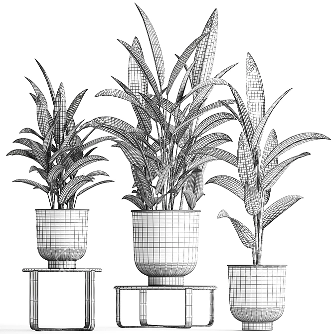 Exotic Plant Collection: Strelitzia & Alpinia Zero 3D model image 5