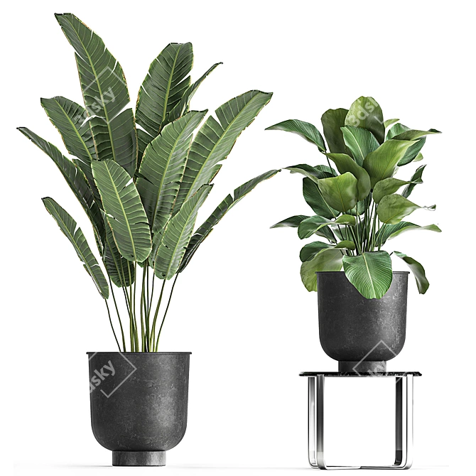 Tropical Plant Collection in Stylish Black Pots 3D model image 2