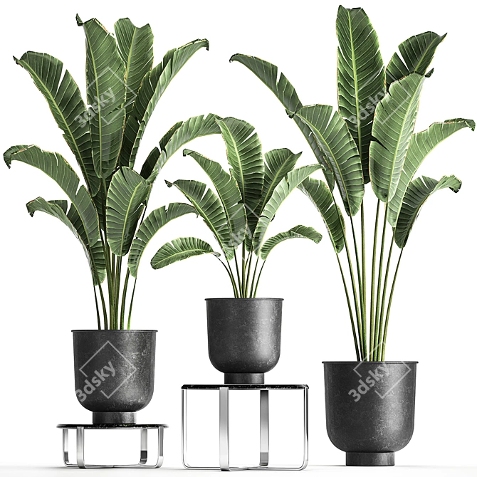 Tropical Plant Collection: Banana Palm, Ravenala, Strelitzia 3D model image 1