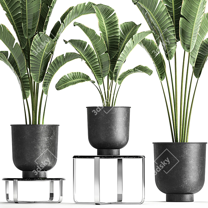 Tropical Plant Collection: Banana Palm, Ravenala, Strelitzia 3D model image 2