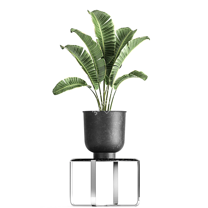 Tropical Plant Collection: Banana Palm, Ravenala, Strelitzia 3D model image 4