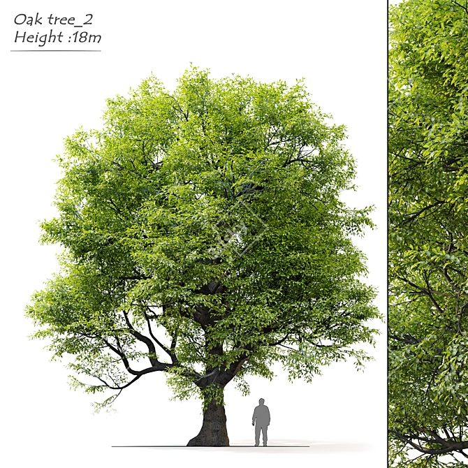 Majestic Oak Tree for Vray 3D model image 1