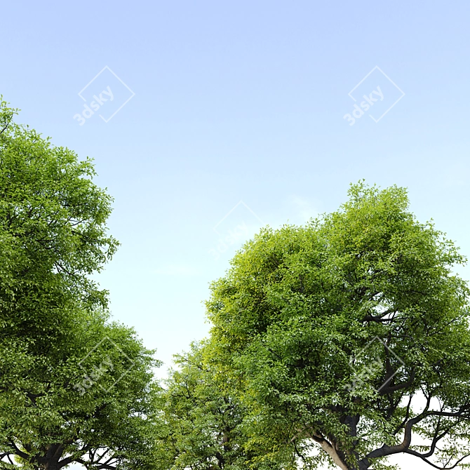 Majestic Oak Tree for Vray 3D model image 3