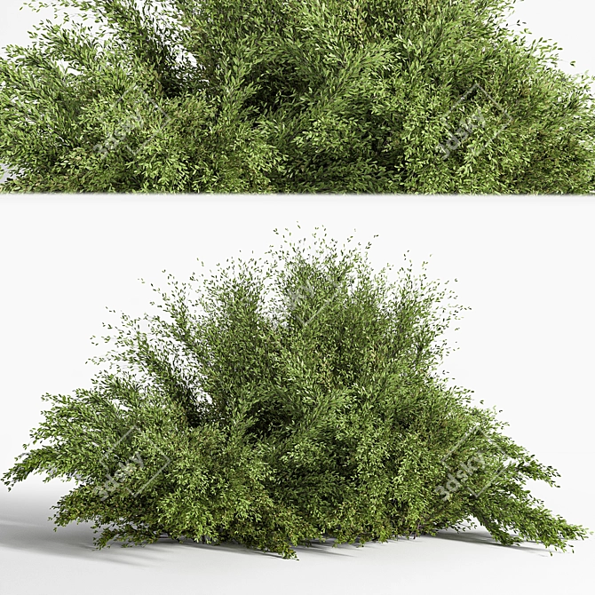 Versatile Bush_01: 2015 Preview, Vray/Corona, Centimeters 3D model image 1