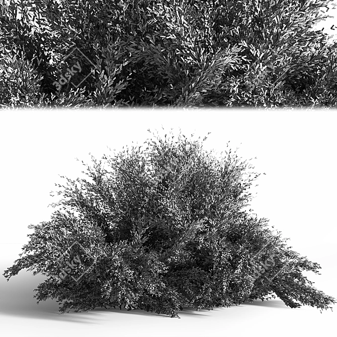 Versatile Bush_01: 2015 Preview, Vray/Corona, Centimeters 3D model image 4