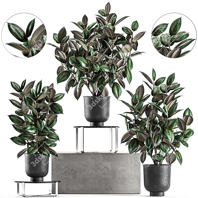 Exotic Ficus Plant Collection in Stylish Vig Planters 3D model image 1