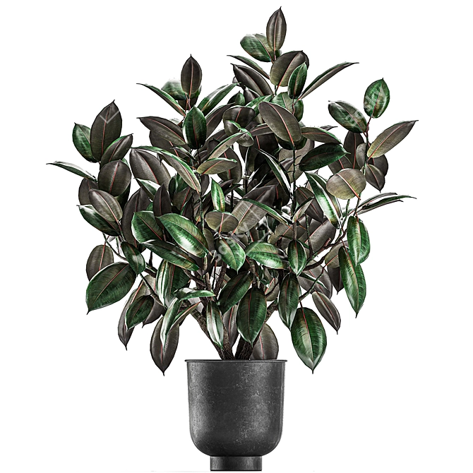 Exotic Ficus Plant Collection in Stylish Vig Planters 3D model image 2