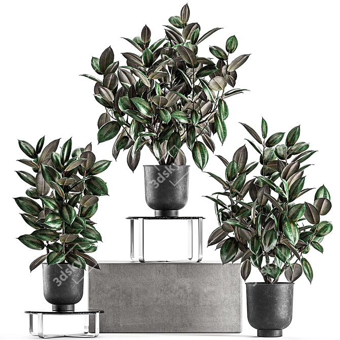 Exotic Ficus Plant Collection in Stylish Vig Planters 3D model image 4