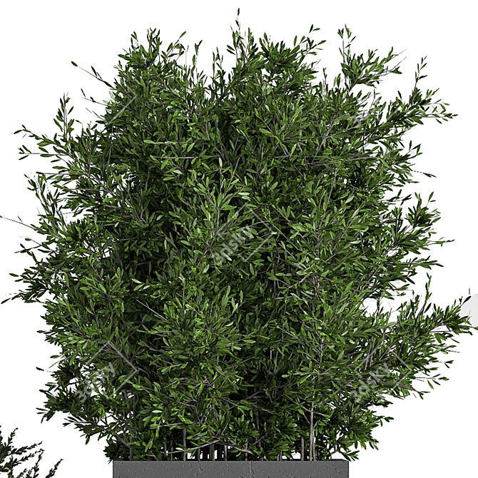 Concrete Box Outdoor Plant Tree 3D model image 4