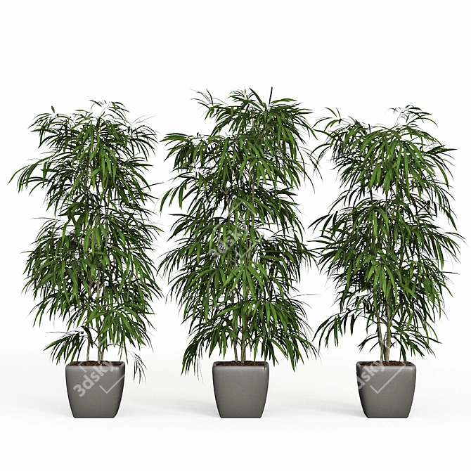 Elegant Trio of Ficus Alii 3D model image 1